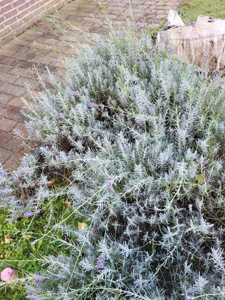 Lavendelplanten, Ophalen, Overige soorten, Struik, Minder dan 100 cm