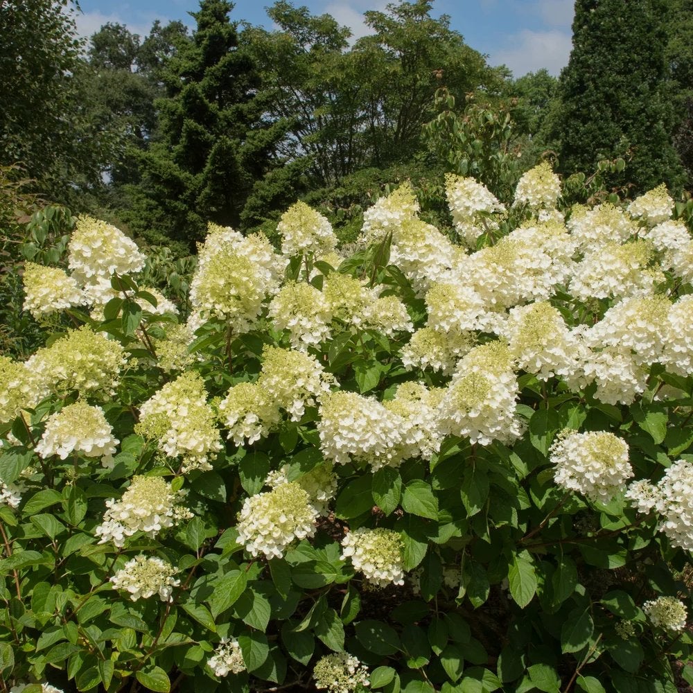 Pluimhortensia - Hydrangea paniculata - Diverse soorten, Tuin en Terras, Volle zon, Vaste plant, Zomer, Ophalen