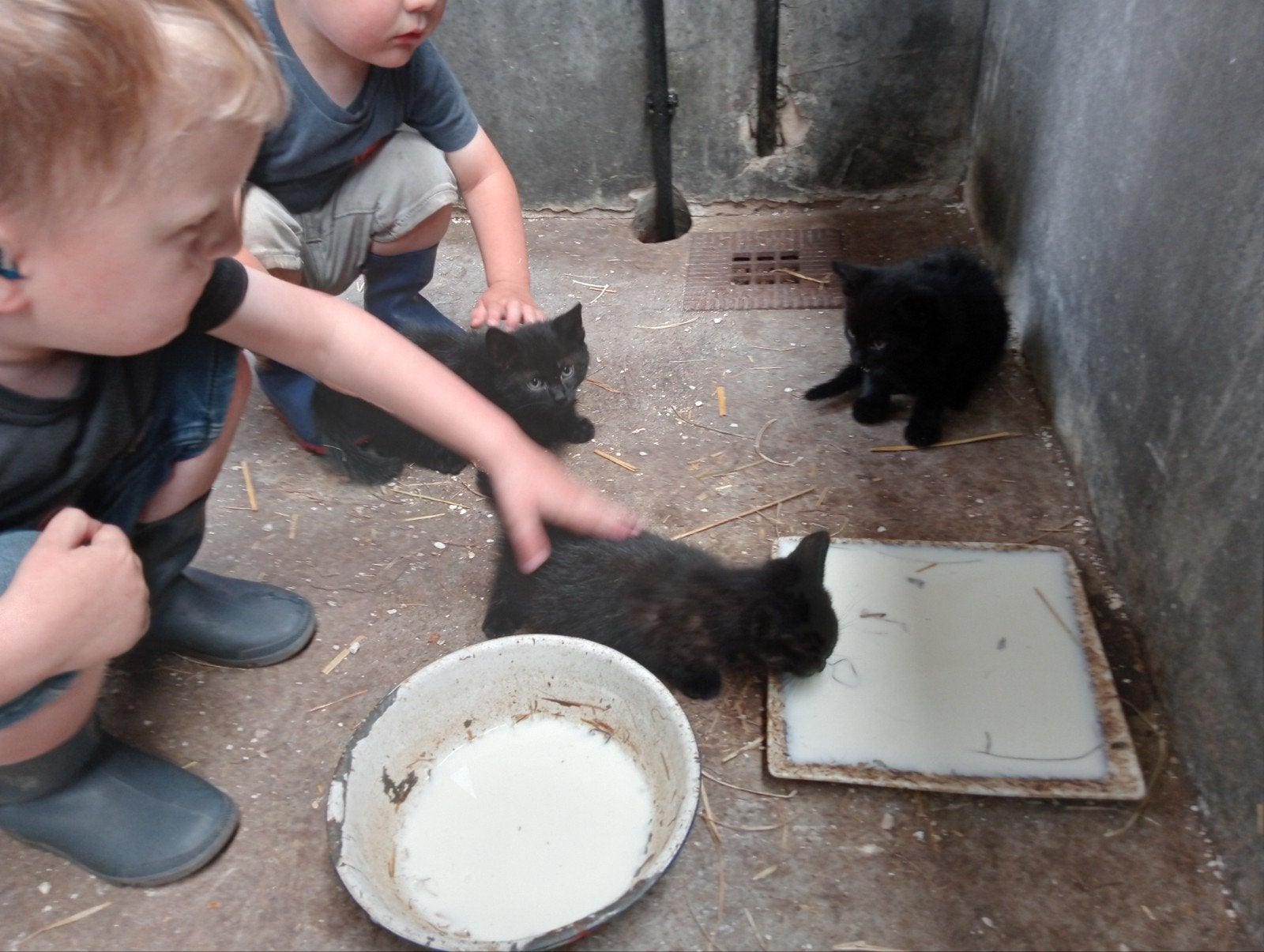 Kittens, Meerdere dieren