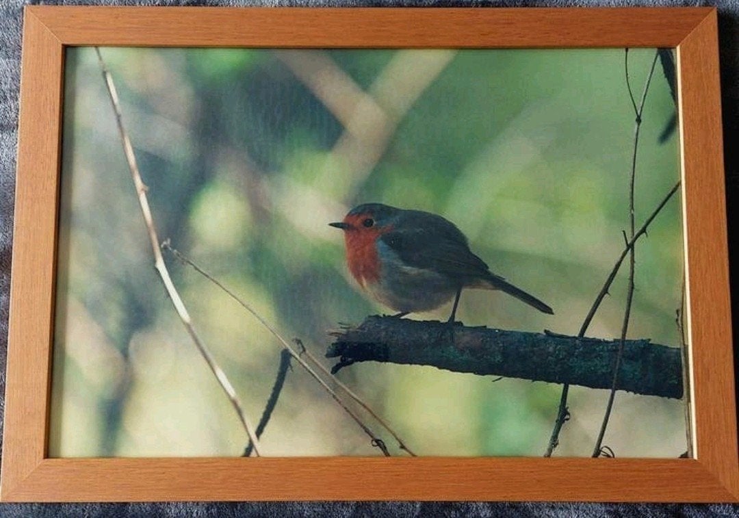 Roodborstje (foto) ... In degelijke lijst 35 x 50 cm., Antiek en Kunst, Kunst | Tekeningen en Foto's, Ophalen of Verzenden