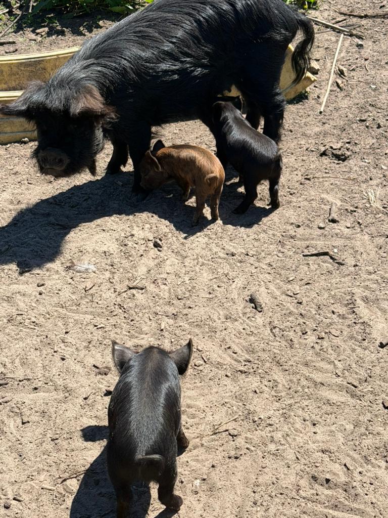 Kune kune biggen (alleen borgjes), Dieren en Toebehoren, Schapen, Geiten en Varkens, Mannelijk, Varken, 0 tot 2 jaar