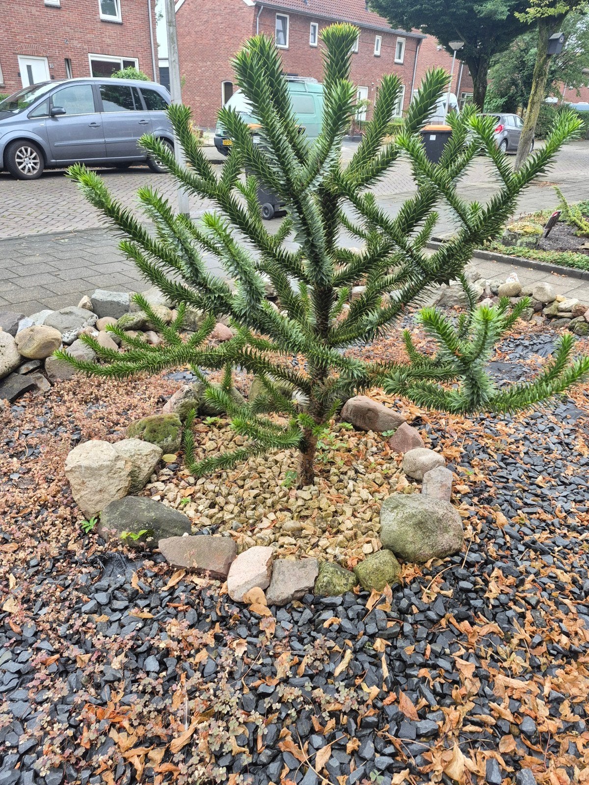 Unieke Apenboom (Araucaria araucana) - Winterhard, Tuin en Terras, Planten | Bomen, Bloeit niet, Overige soorten, 100 tot 250 cm