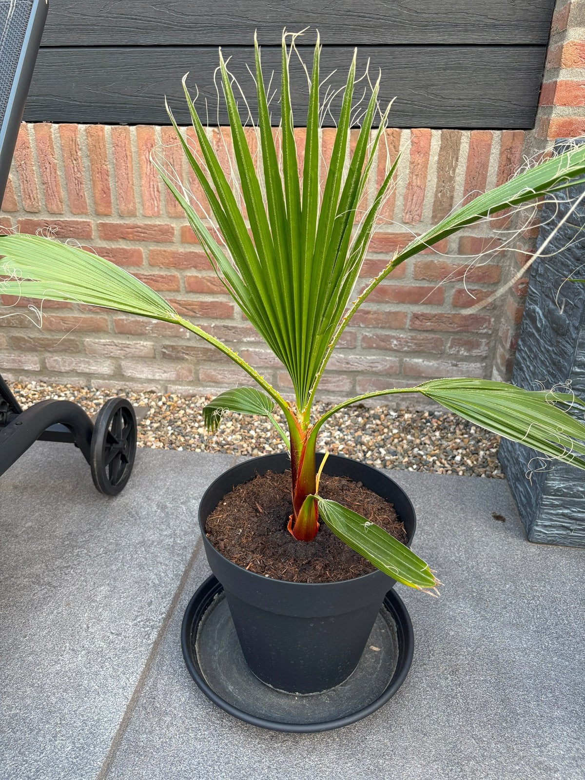 Washingtonia robusta (Mexicaanse waaierpalm), Volle zon, Vaste plant, Bloeit niet, Ophalen