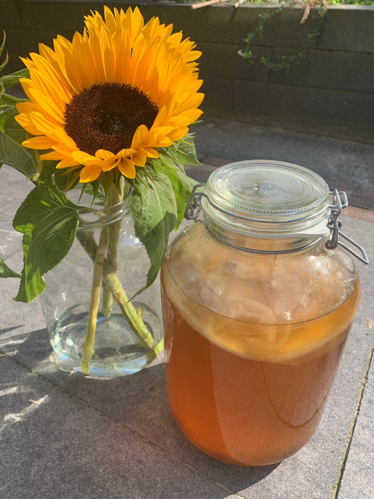 Kombucha SCOBY gemaakt met biologische ingrediënten, Ophalen of Verzenden