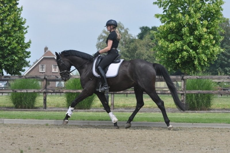 4 jarige ruin v.Blue Horse Santiano, Dieren en Toebehoren, Paarden, Met stamboom, Ruin, Dressuurpaard, L