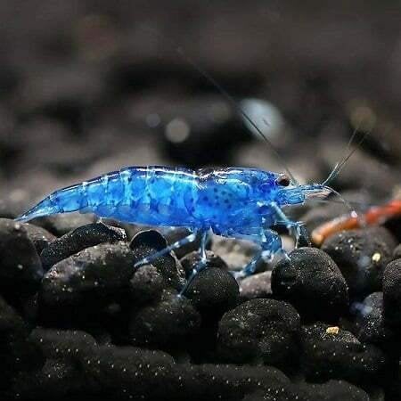 garnalen blue dream, Kreeft, Krab of Garnaal, Zoetwatervis