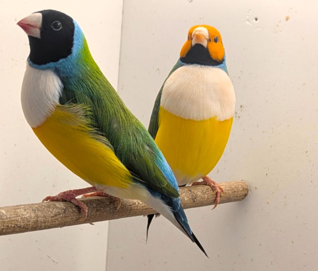 te koop gouldamadine, Mannelijk, Tropenvogel, Geringd