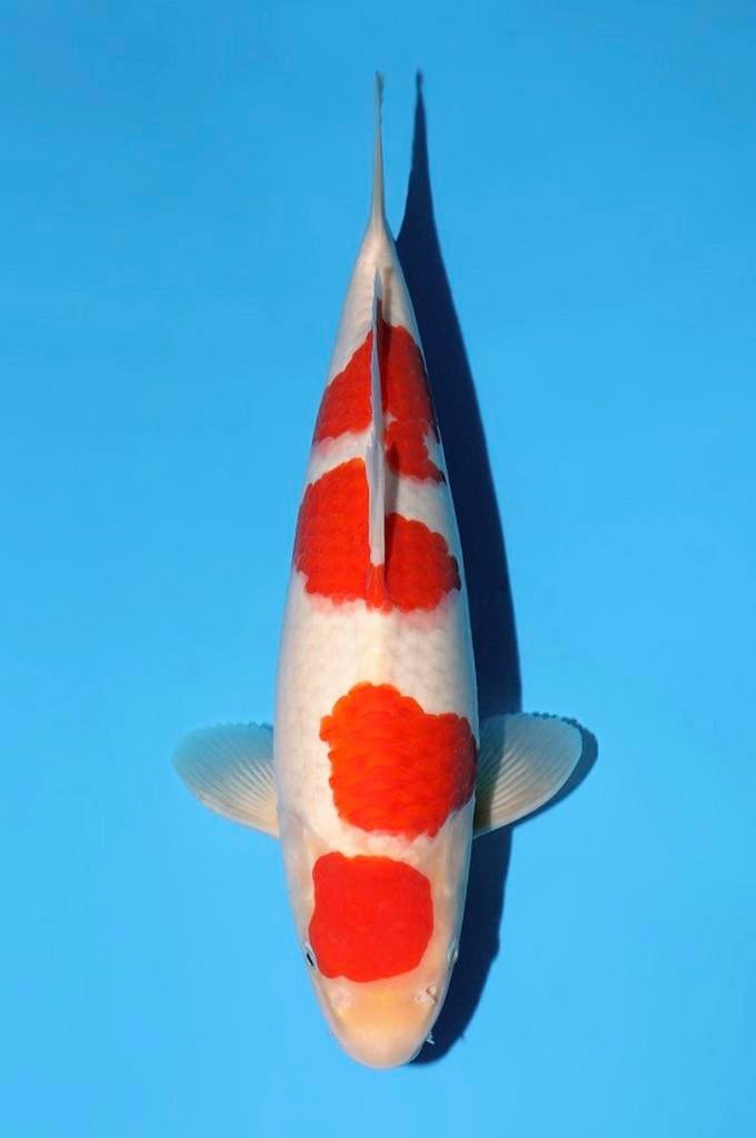 HQ Jumbo tosai kohaku MOMOTARO nieuwe collectie Heeschkoi, Karper of Koi