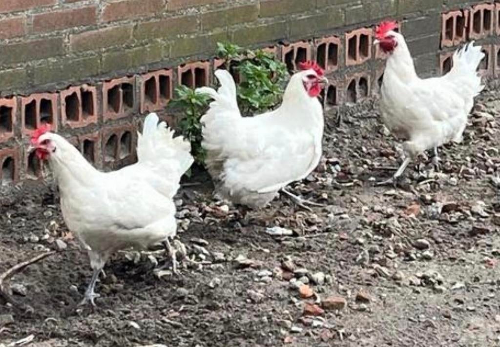 witte jong Poulle de Bresse met de blauwe poten, Vrouwelijk, Kip