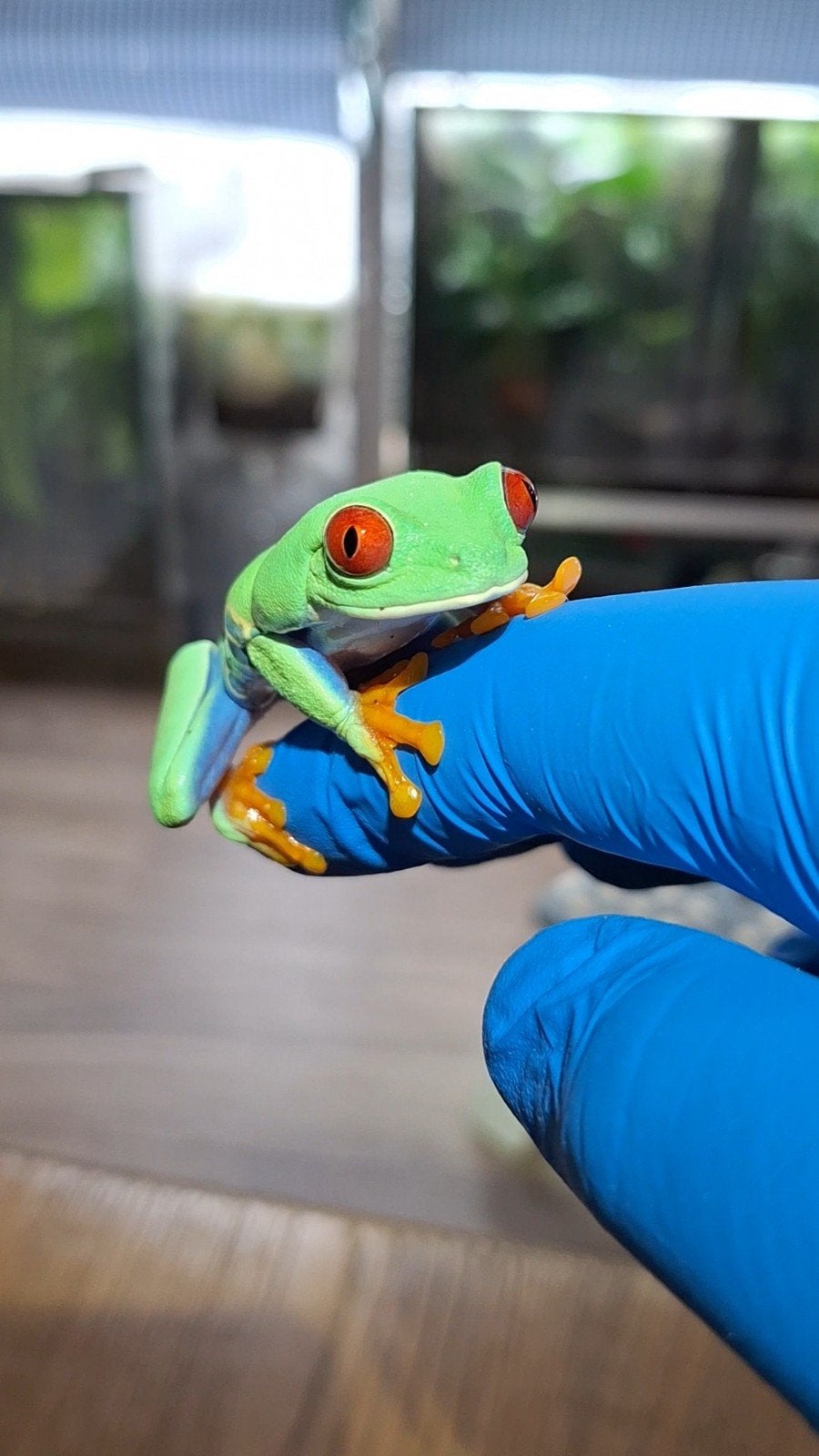 Agalychnis callidryas Roodoogmakikker nakweek Caribbean Blue, Dieren en Toebehoren, Reptielen en Amfibieën, Amfibie, 0 tot 2 jaar