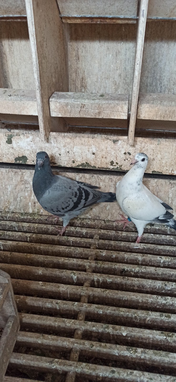 Postduiven jongeduiven, Meerdere dieren, Postduif