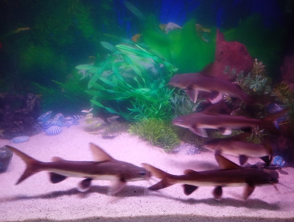 Volledig ingericht 180L tropisch BRAKwater aquarium, Dieren en Toebehoren, Vissen | Aquaria en Toebehoren, Overige typen, Overige merken