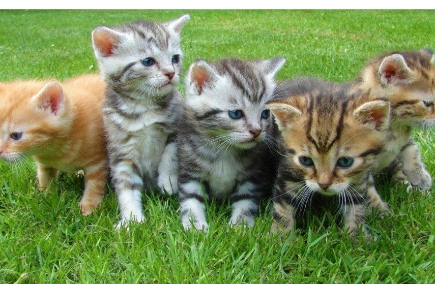 Gezocht 2 kittens geboren maand juni/juli, Dieren en Toebehoren, Katten en Kittens | Overige Katten, Poes, Kortharig, 0 tot 2 jaar