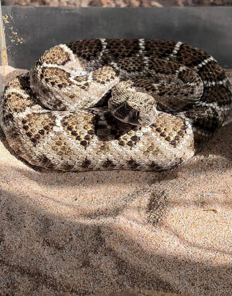 0.1 Crotalus Atrox 2025 Ruilen kan, Dieren en Toebehoren, Reptielen en Amfibieën, Slang, 0 tot 2 jaar