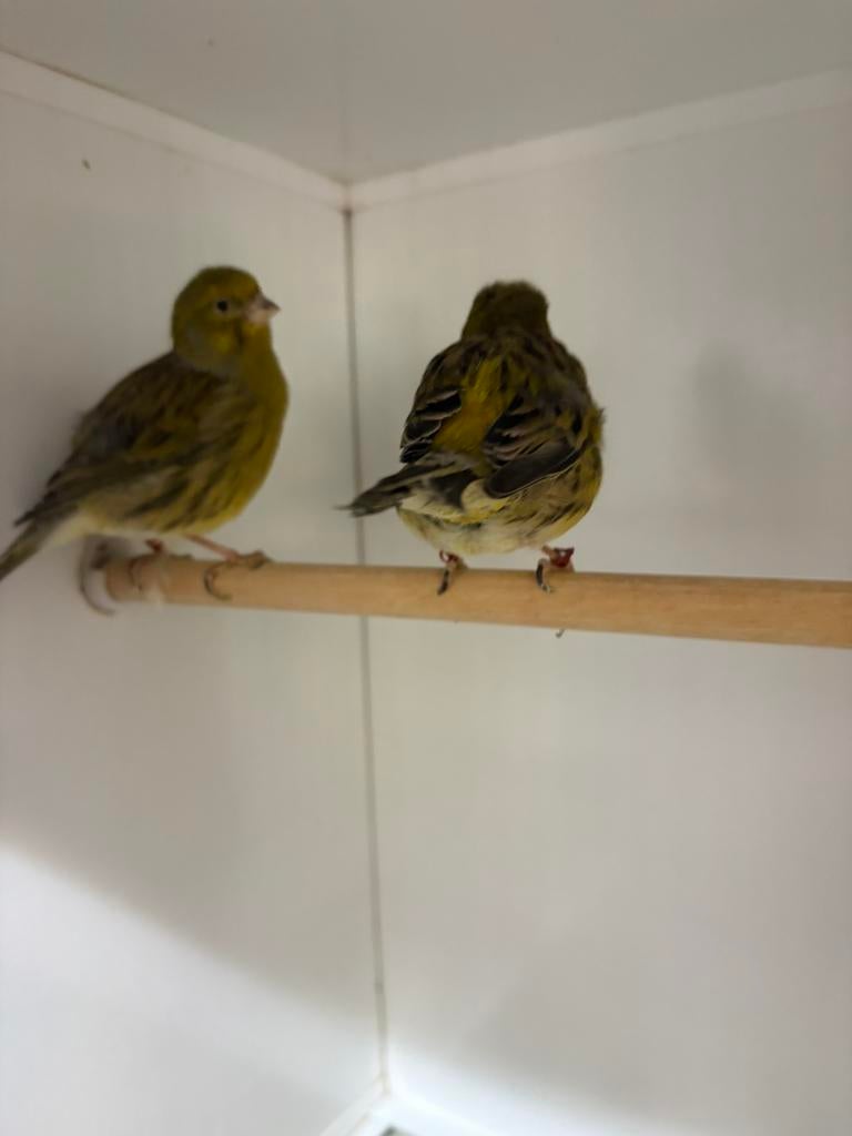 Te koop koppels five fancy kanaries, Meerdere dieren, Postuurkanarie