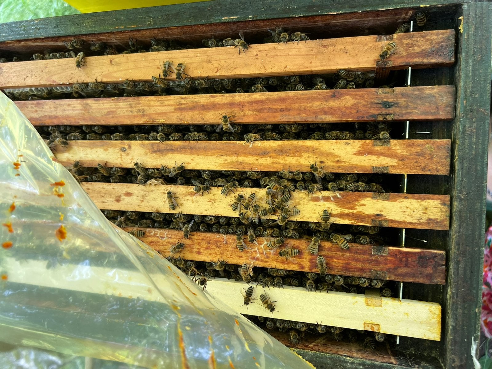 Bijenvolk 6ramer imker, Dieren en Toebehoren, Insecten en Spinnen, Bijen