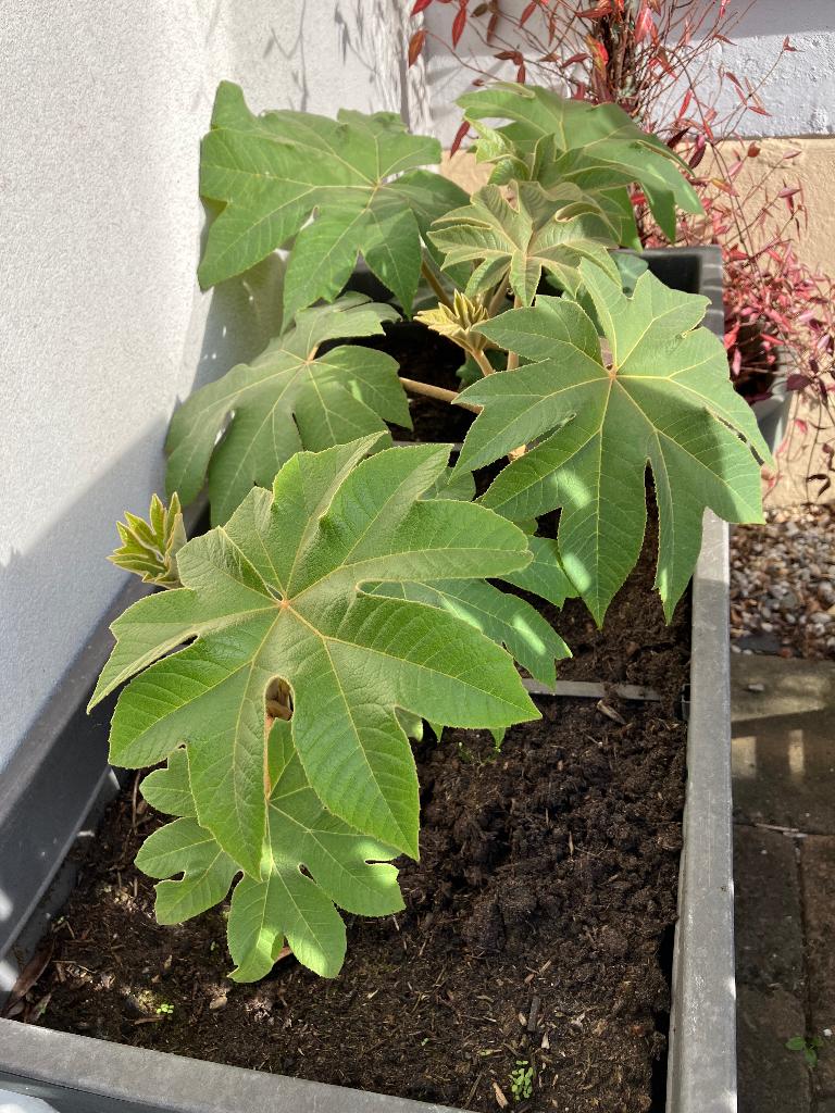 Rijstpapierplant, Tuin en Terras, Ophalen, Vaste plant, Overige soorten, Volle zon