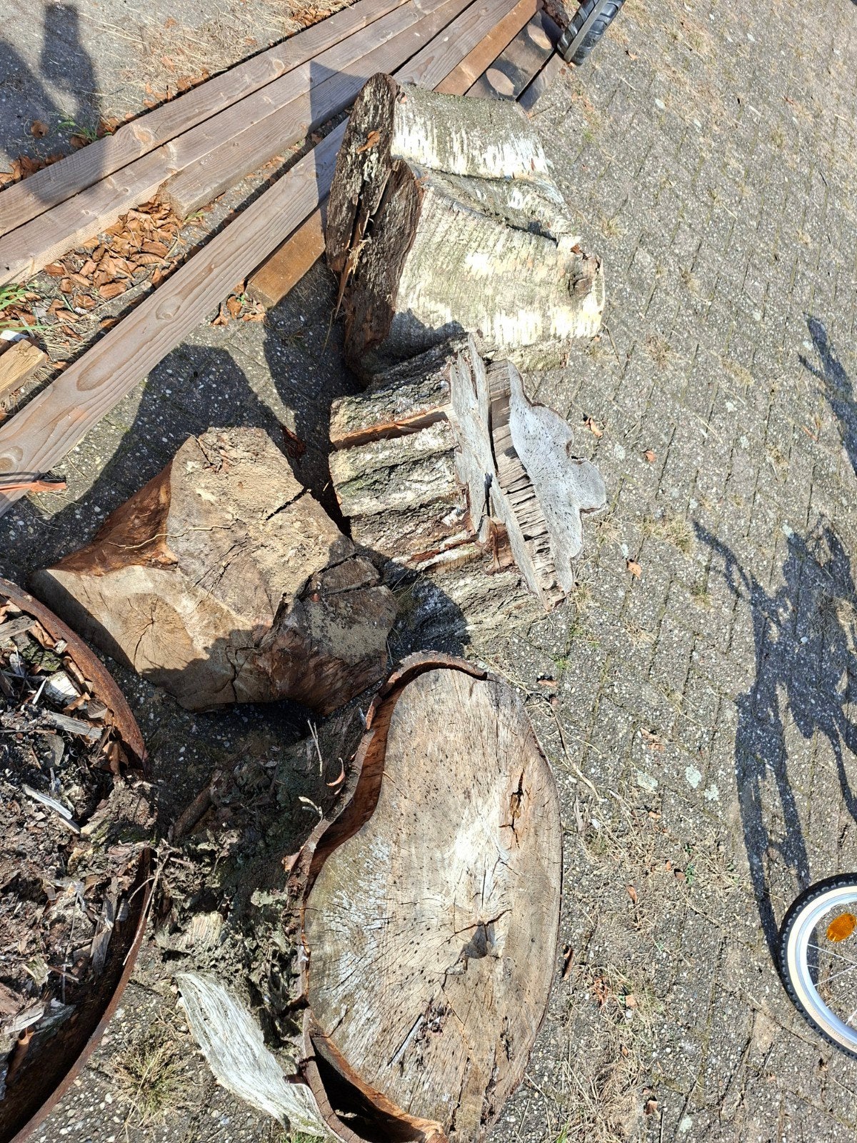 Diverse houtblokken en stammen plataan en berken, 3 tot 6 m³, Ophalen, Berkenhout, Blokken