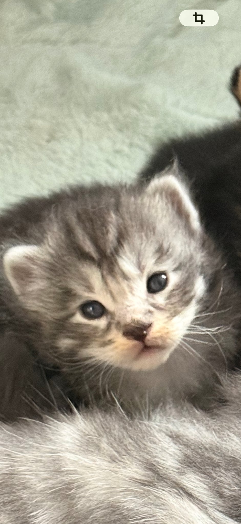 Main coon kittens, Poes, Langharig, 0 tot 2 jaar