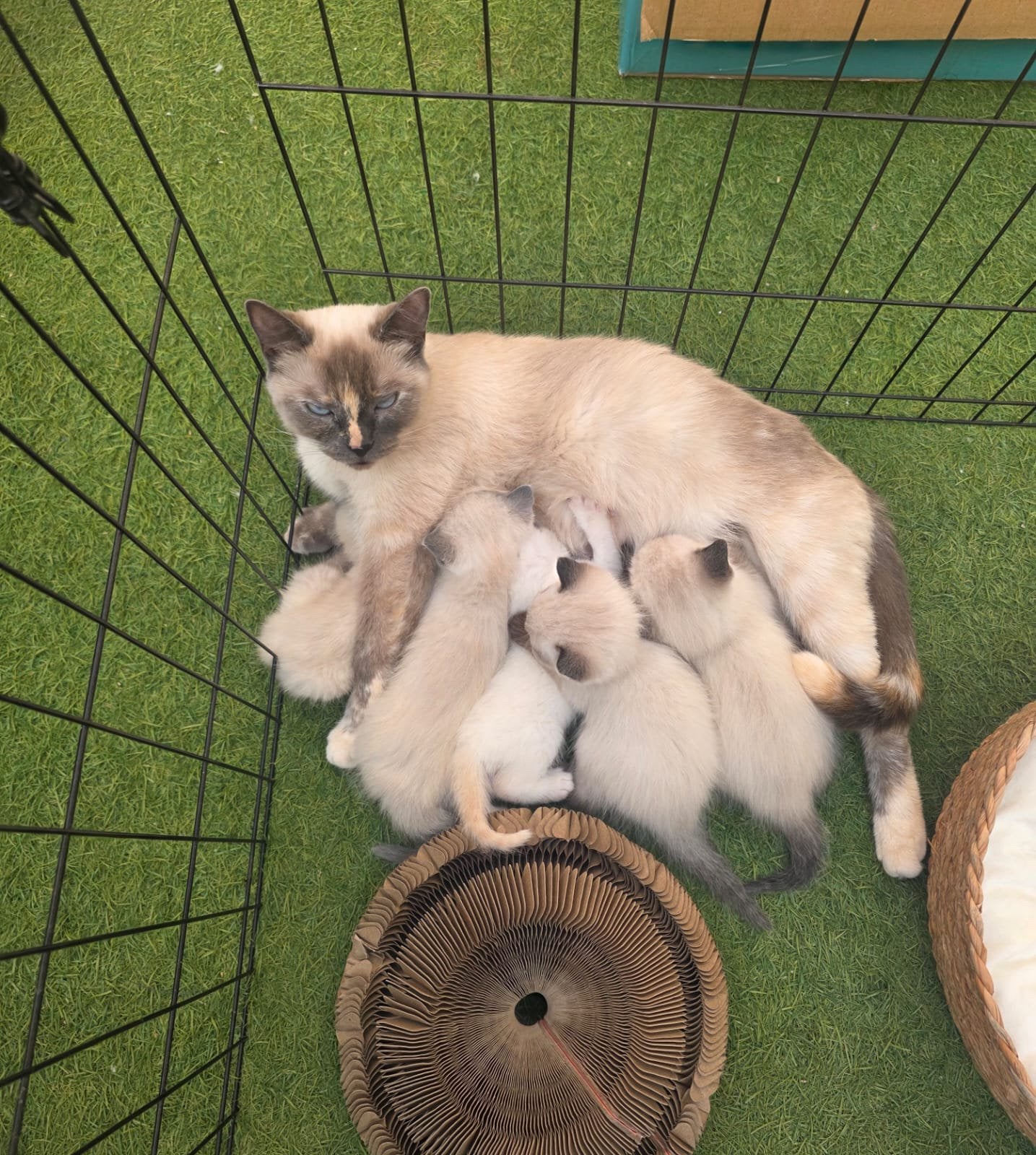 🐾 Prachtige Ragdoll × Siamees kittens, Dieren en Toebehoren, Kater, Ontwormd