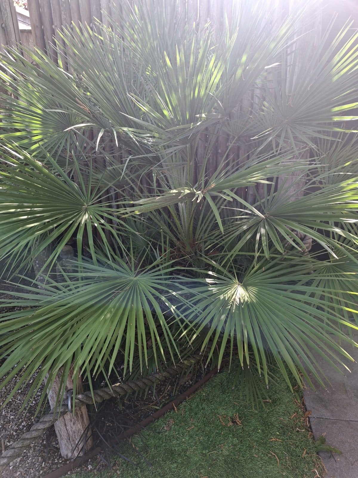 Dwerg Palm, Volle zon, Vaste plant, Bloeit niet, Ophalen