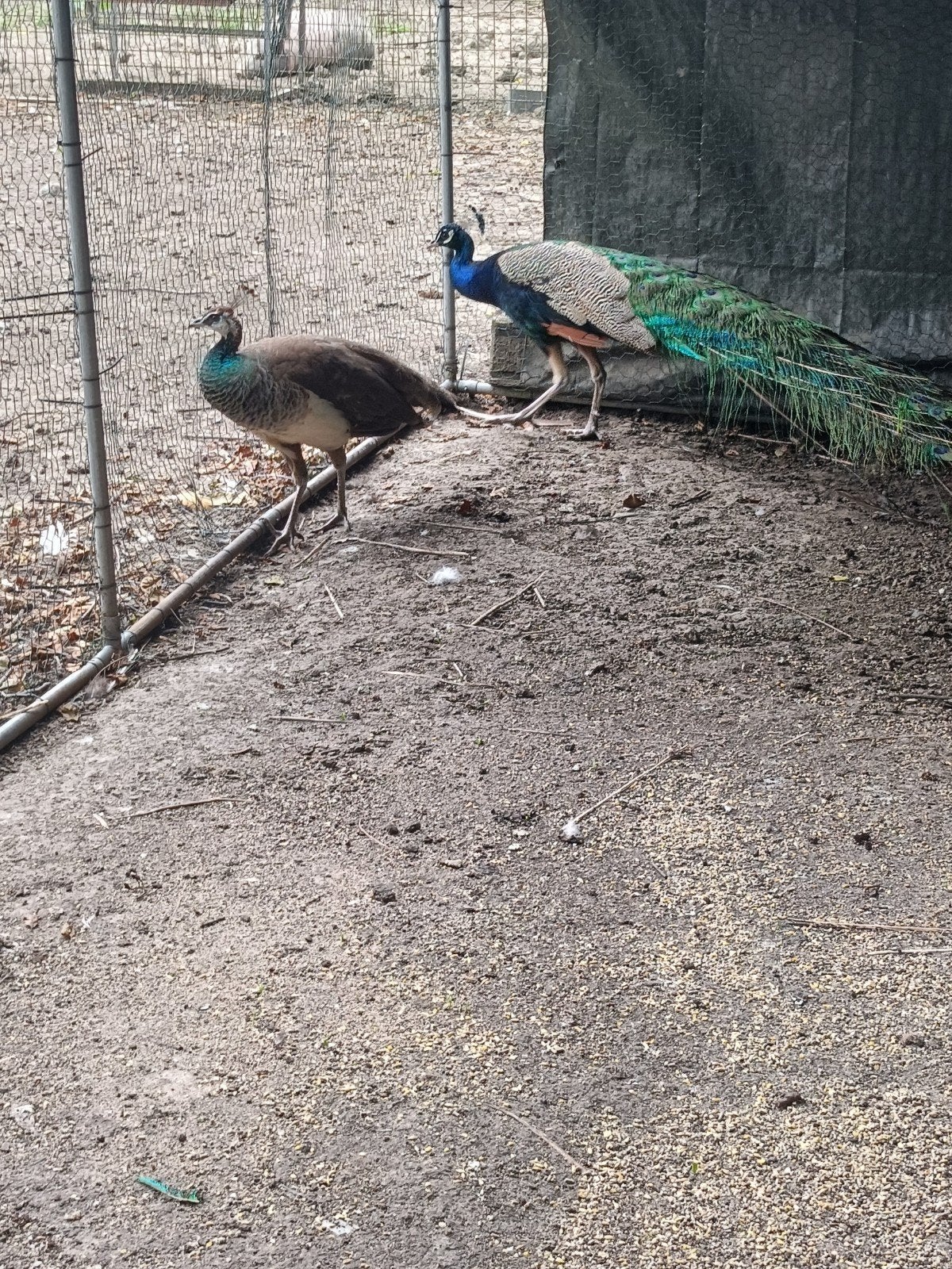 Pauwen te koop, Dieren en Toebehoren, Pluimvee, Meerdere dieren, Overige soorten