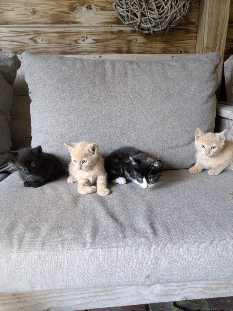 boerderij kitten, Poes, Kortharig, 0 tot 2 jaar