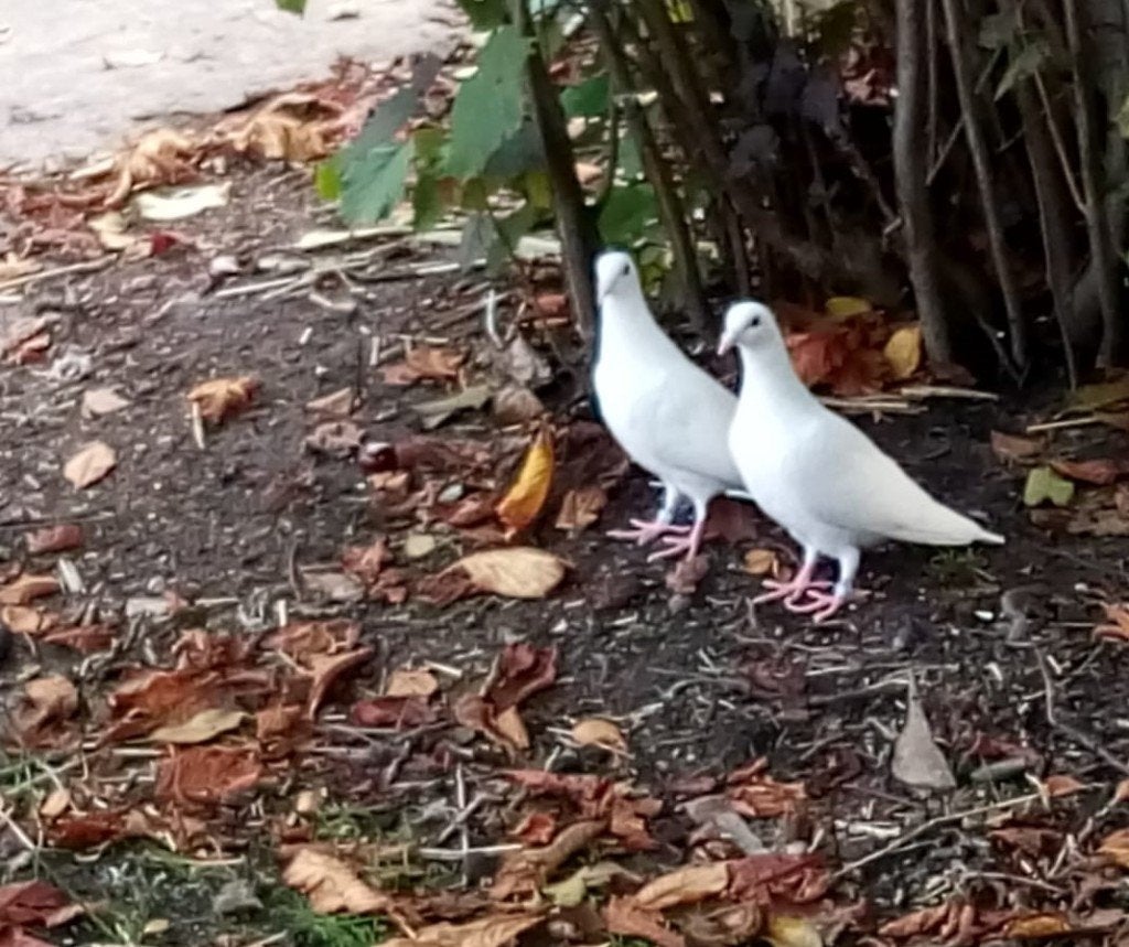 witte duiven, Meerdere dieren, Postduif