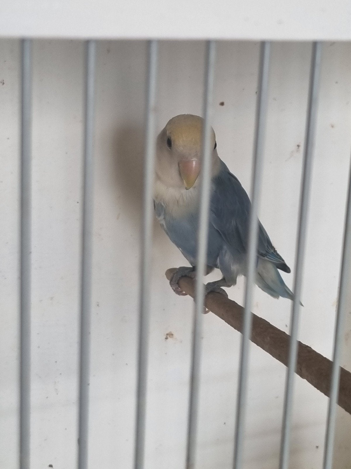 Agapornis, Dieren en Toebehoren, Vogels | Parkieten en Papegaaien, Geslacht onbekend, Dwergpapegaai of Agapornis