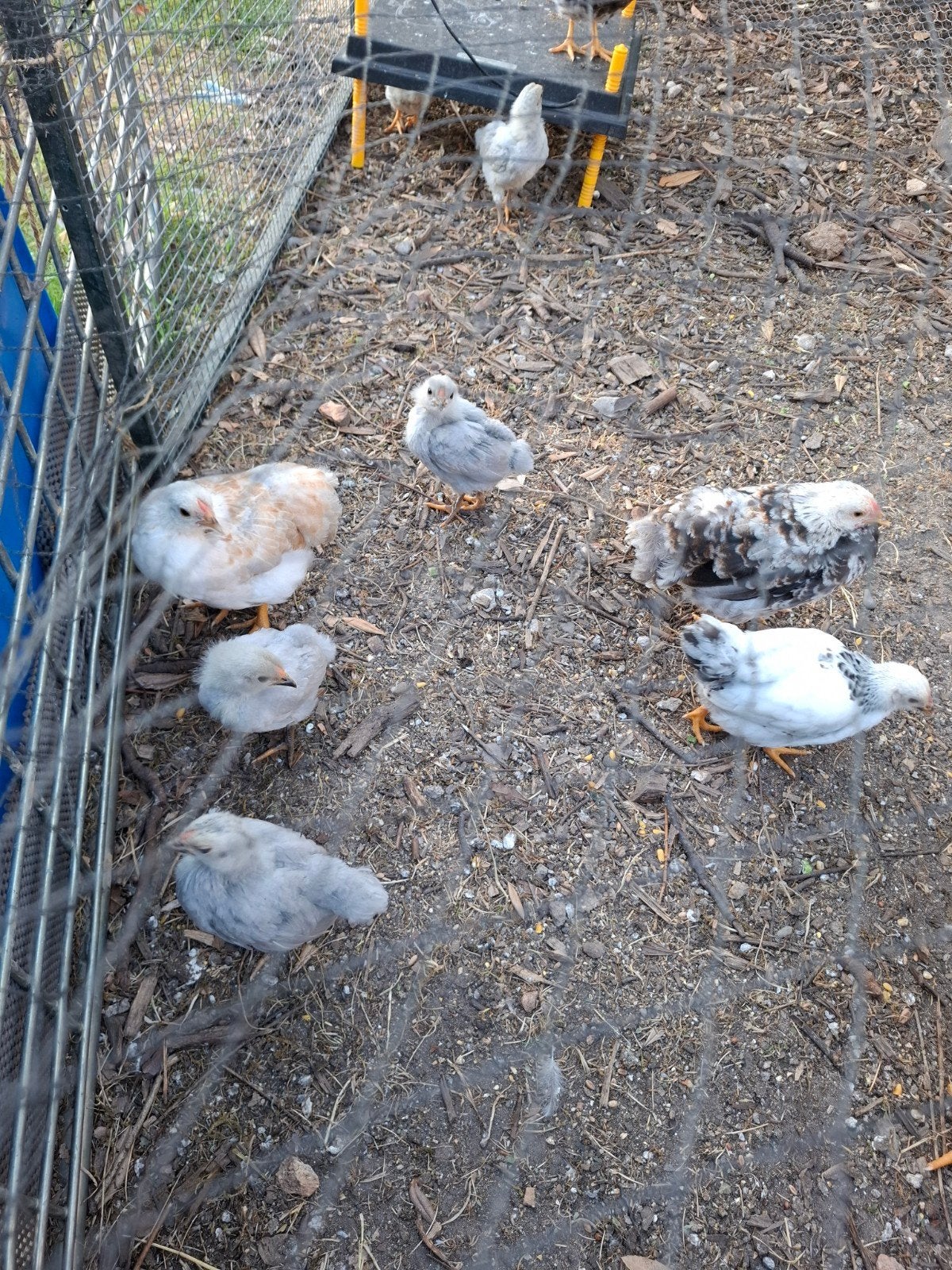 Wyandotte kriel zwart wit en parelmoer grijs, Dieren en Toebehoren, Geslacht onbekend, Kip