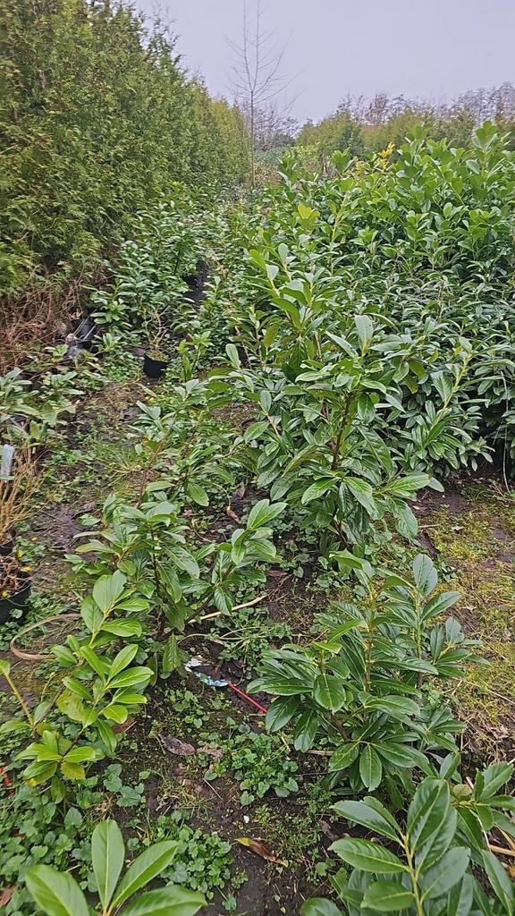 Diverse bomen te koop, In pot, Bloeit niet, Halfschaduw, 100 tot 250 cm