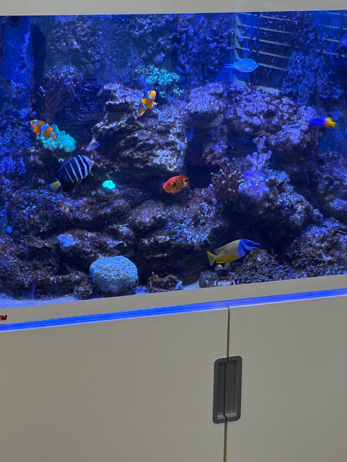 Zee aquarium eheim wit, Dieren en Toebehoren, Vissen | Aquaria en Toebehoren, Ophalen of Verzenden, Zo goed als nieuw, Gevuld zeewateraquarium