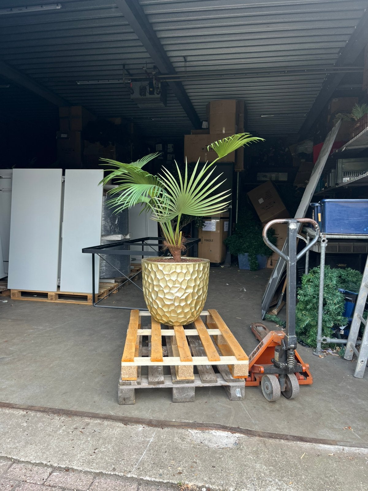 Mooie plant in pot, Bloeit niet, Minder dan 100 cm, Volle zon, In pot
