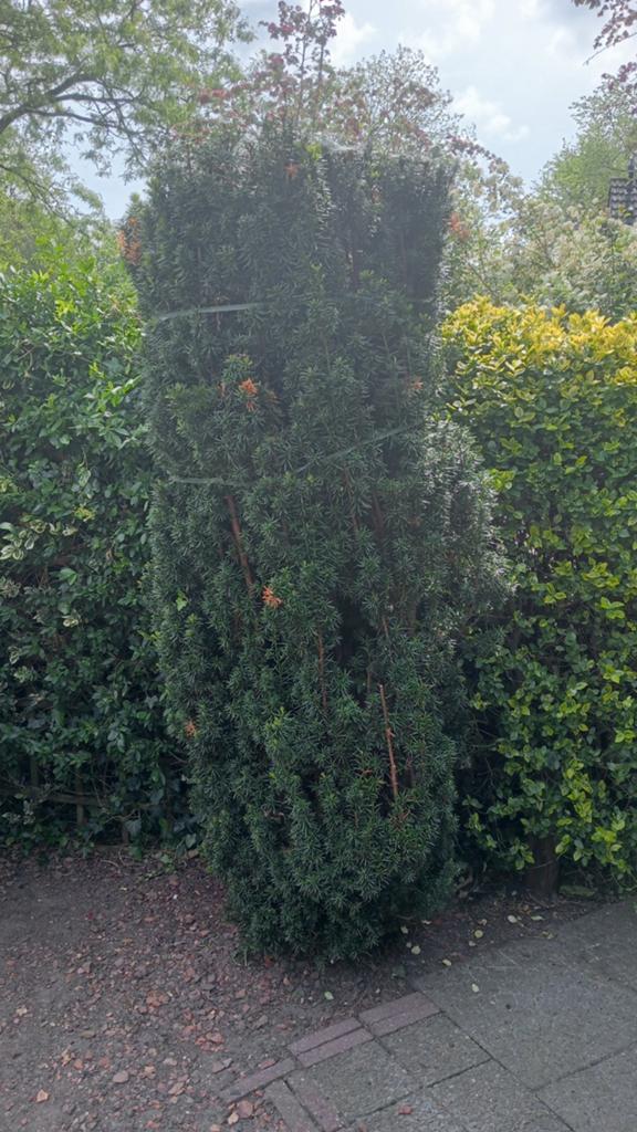 Taxus, Ophalen of Verzenden, Bloeit niet, Overige soorten, Volle zon