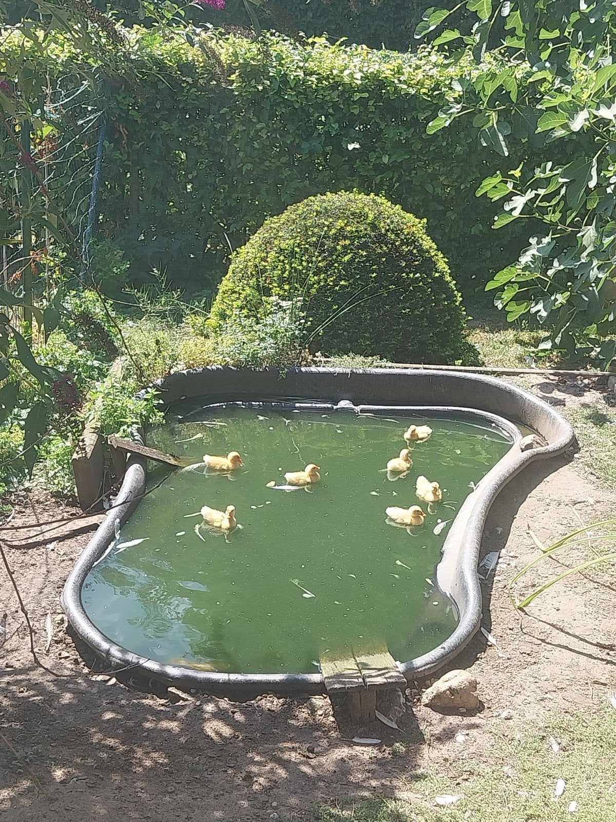 7 witte loopeenden, Dieren en Toebehoren, Geslacht onbekend, Eend