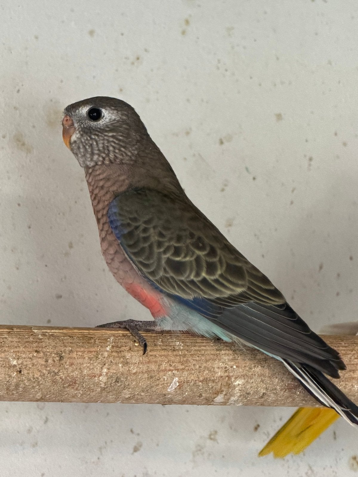 3 jonge Bourke parkieten te koop, Geslacht onbekend, Parkiet, Geringd