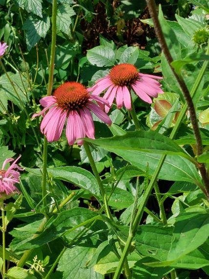 zaden Echinacea purpurea, Verzenden, Voorjaar, Volle zon, Zaad