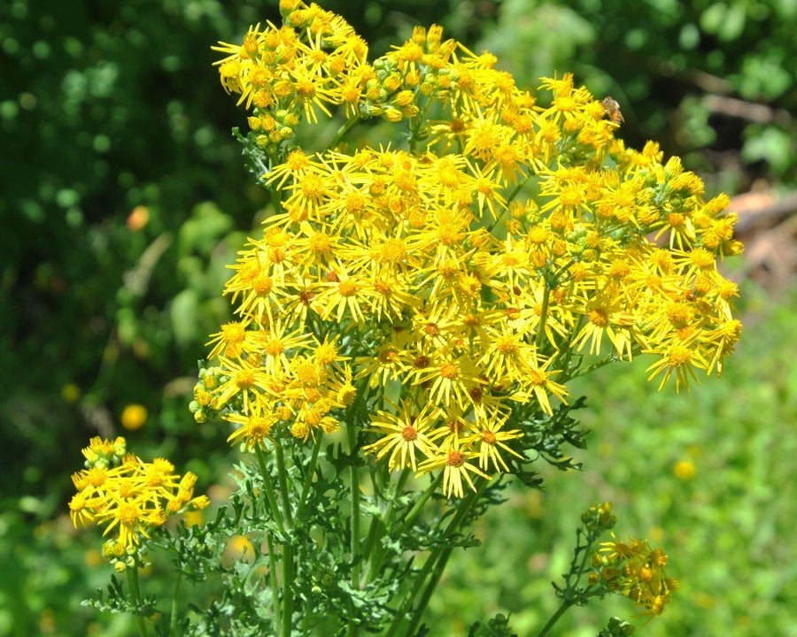 Uit de biologische moestuin: Sint Jacobskruid, plant, Tuin en Terras, Planten | Tuinplanten, Overige soorten, Volle zon, Vaste plant
