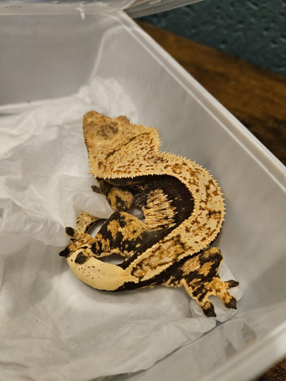Wimpergekko Vrouw - Dark Base Harlequin Crested Gecko photo 2