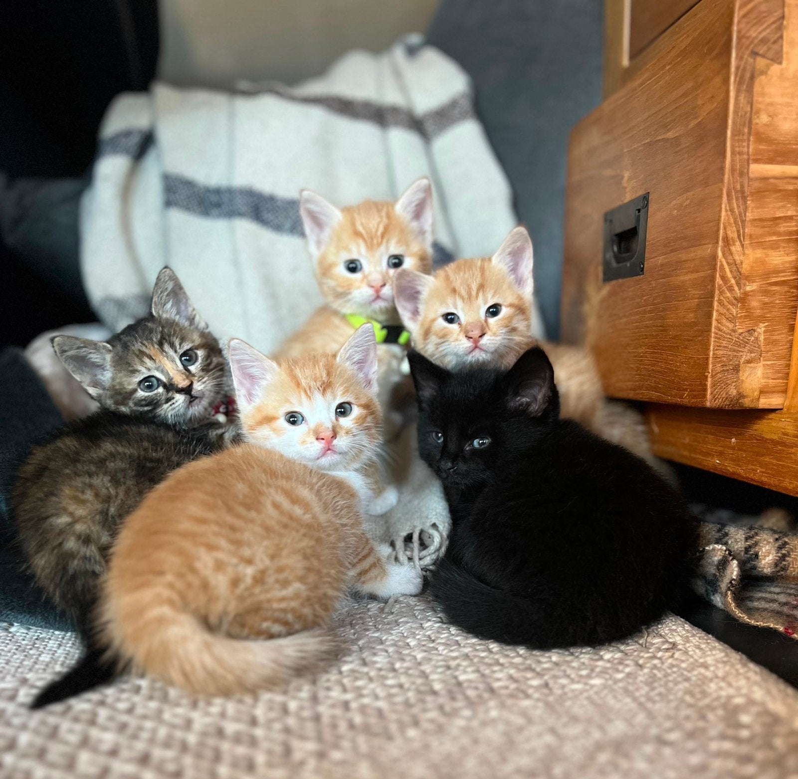 Kittens, rode poesjes, Meerdere dieren
