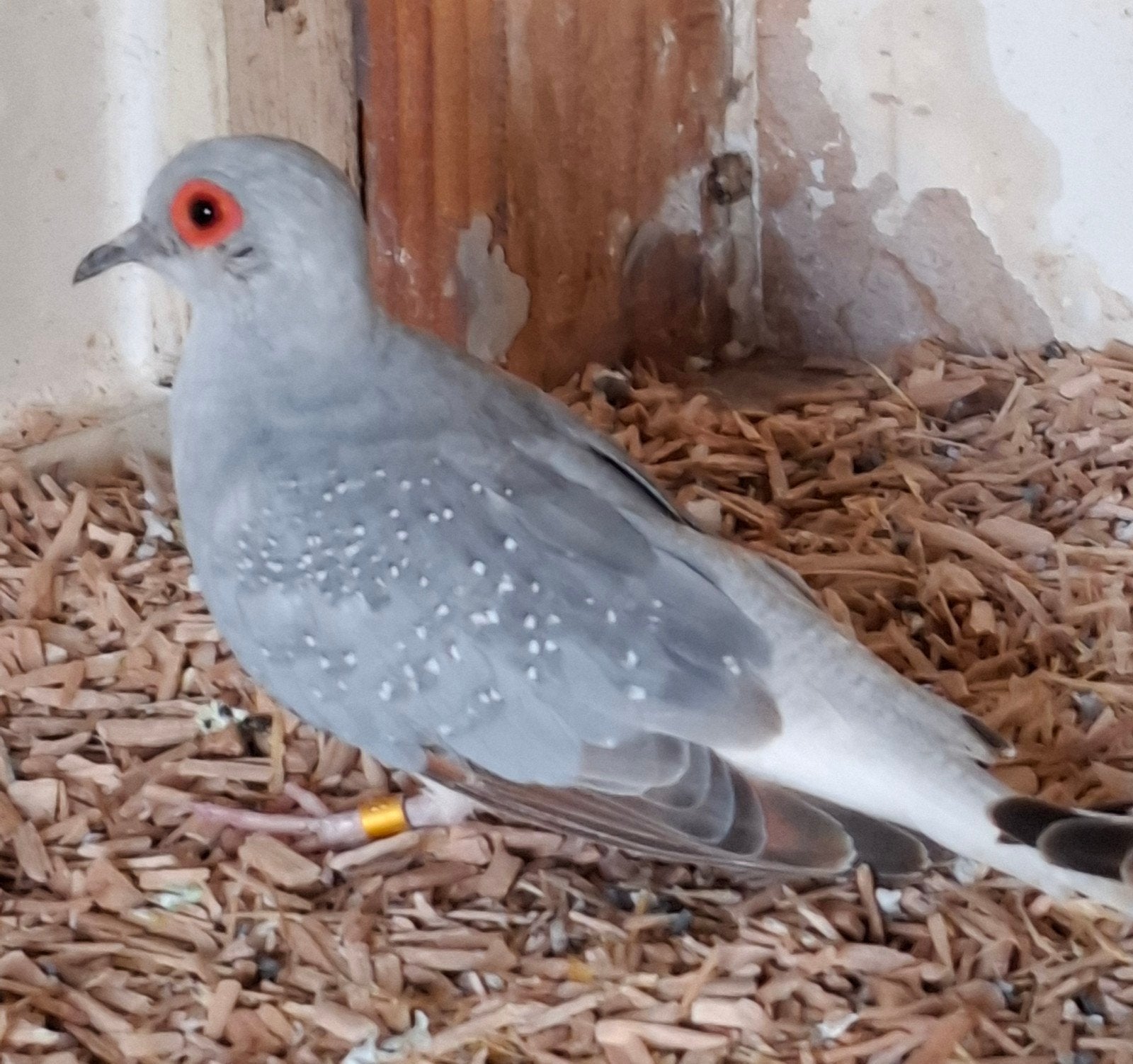 koppel diamant duifjes, Dieren en Toebehoren, Vogels | Overige Vogels, Meerdere dieren