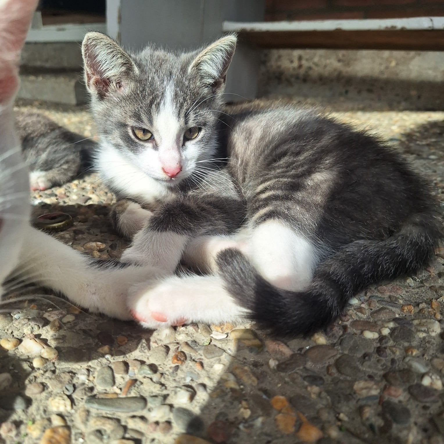 2 kittens, Meerdere dieren, Kortharig, 0 tot 2 jaar
