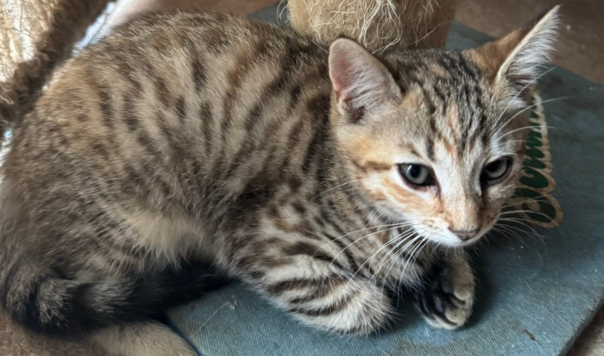 Lieve toyger kruising kittens, Dieren en Toebehoren, Meerdere dieren