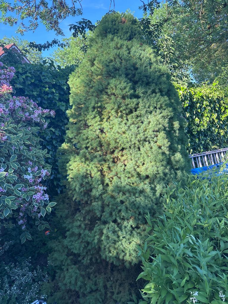 Grote Dwergspar - 220cm hoog, Volle zon, Vaste plant, Bloeit niet, Ophalen