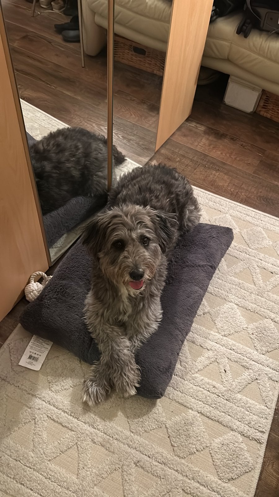 Honden oppas gezocht, Dieren en Toebehoren, 6 jaar of ouder, Particulier, Buitenland, Teef