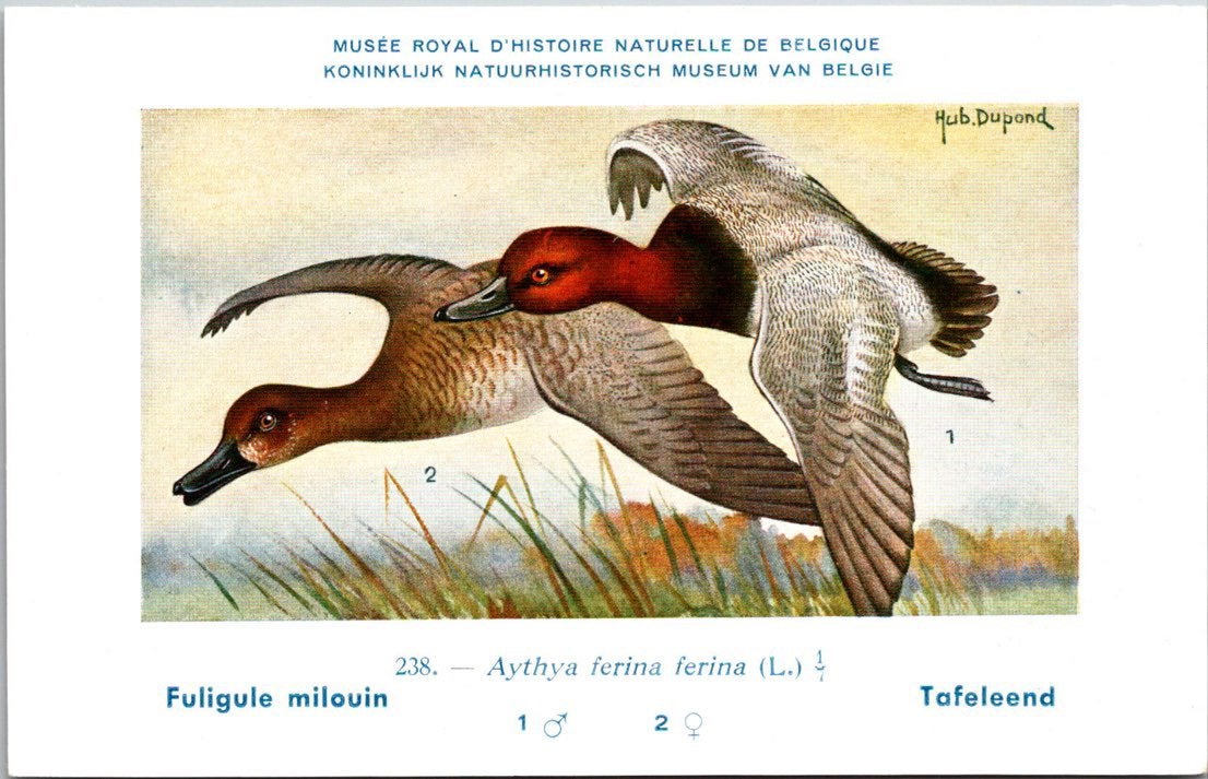 Tafeleend / Common Pochard – Nº 238 – (KBIN / IRSNB), Verzenden, 1940 tot 1960, Ongelopen, Vogel