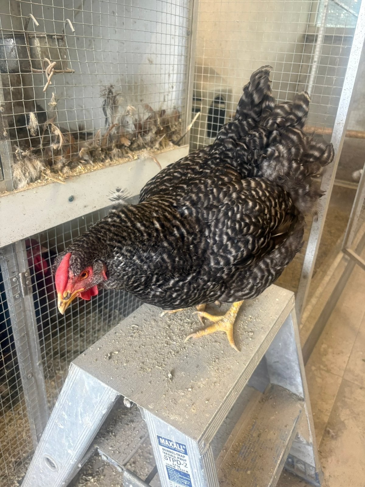 Wyandotte groot koekoek, Dieren en Toebehoren, Pluimvee, Meerdere dieren, Kip