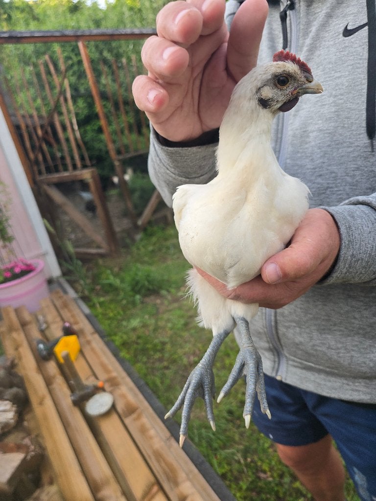 2 zwarte en 1 witte ayam cemani hanen, Dieren en Toebehoren, Mannelijk, Kip