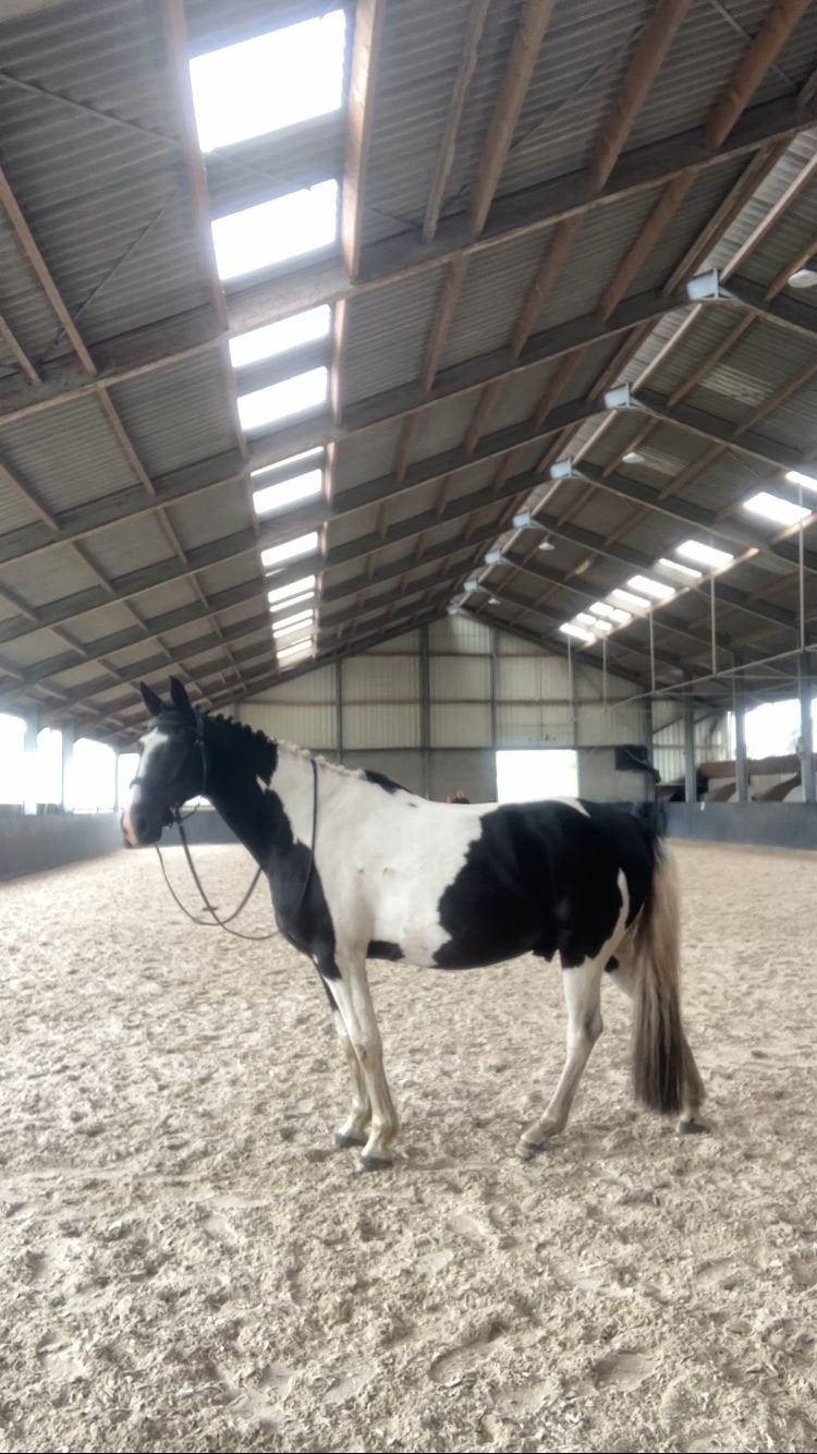 Verzorger gezocht! (16plus), Dieren en Toebehoren, Ophalen of Verzenden