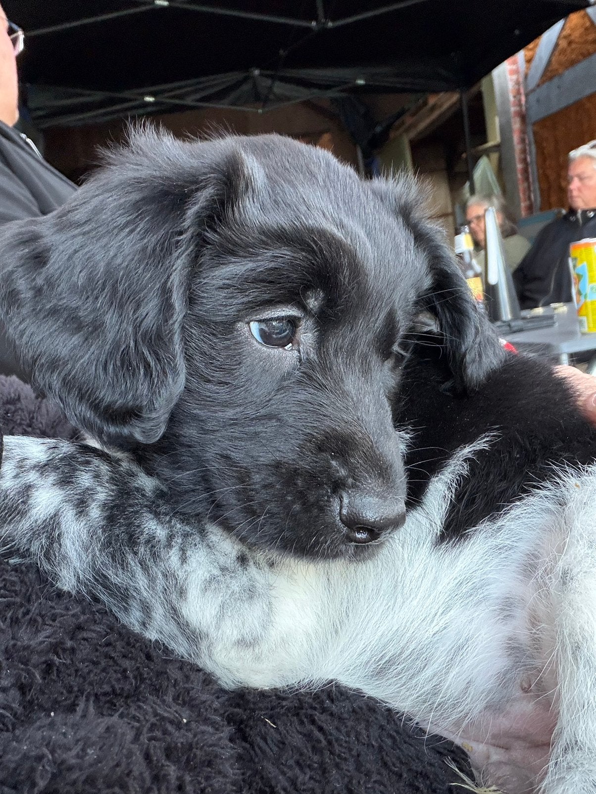 Nog 2 prachtige Friese stabij reutjes, Dieren en Toebehoren, Reu, 8 tot 15 weken, Parvo, Meerdere